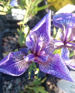 Iris hookeri - 8cm pot 